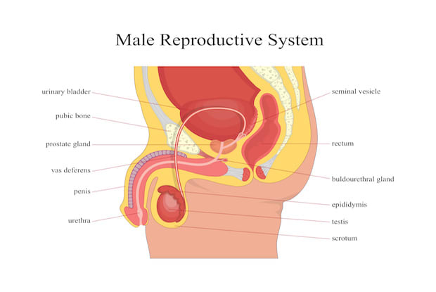 a diagram of the male reproductive system