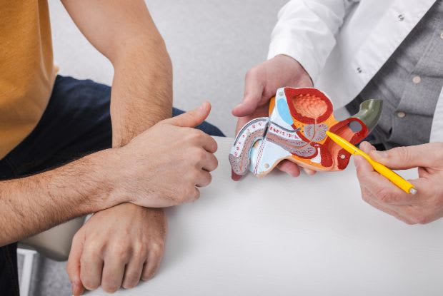 A doctor explaining erectile dysfunction using an anatomical model