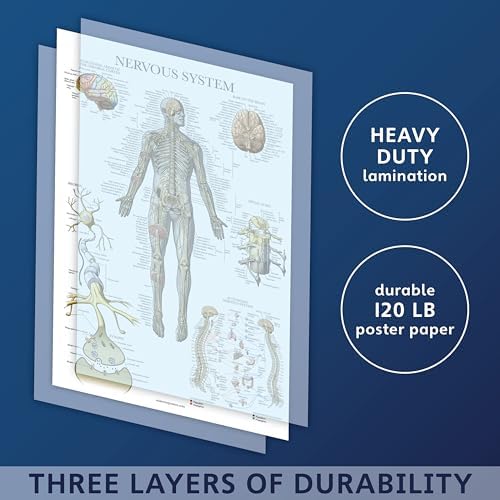 Vue 2 de Palace Learning Poster Danatomie