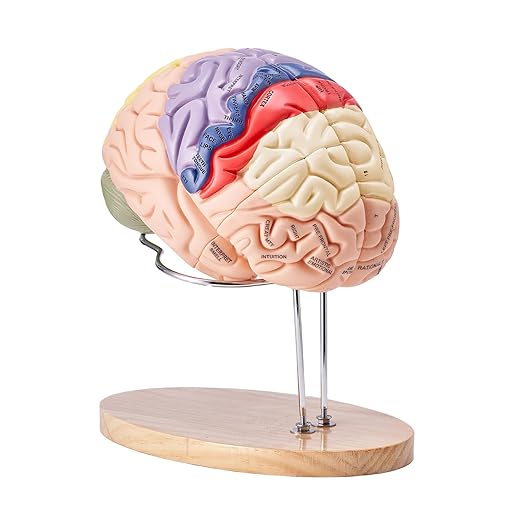 Vevor Modele De Cerveau