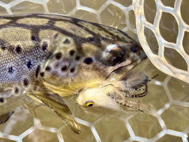 Juvenile brown with eyes bigger than its stomach!