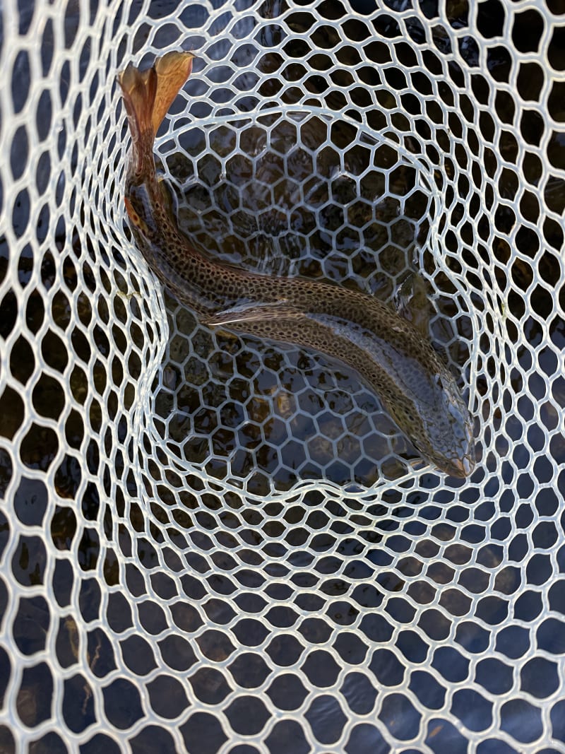 The first fish of the day