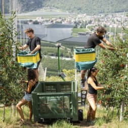 Fruktplukker Berglady