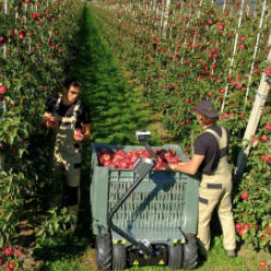 Fruktplukker Lady