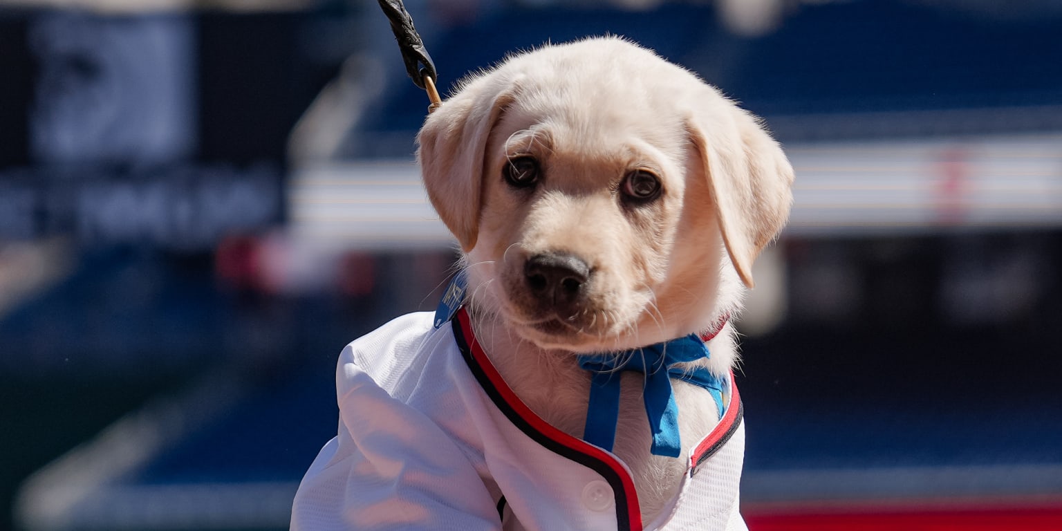 Nationals Unveil New Team Dog, a Golden-Lab Mix With Swagger
