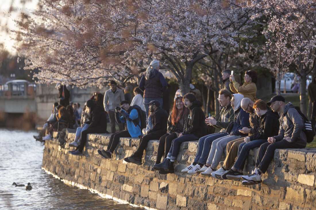 DMV Weekend Guide: Cherry Blossoms, Wizards & Brunch March 21-23