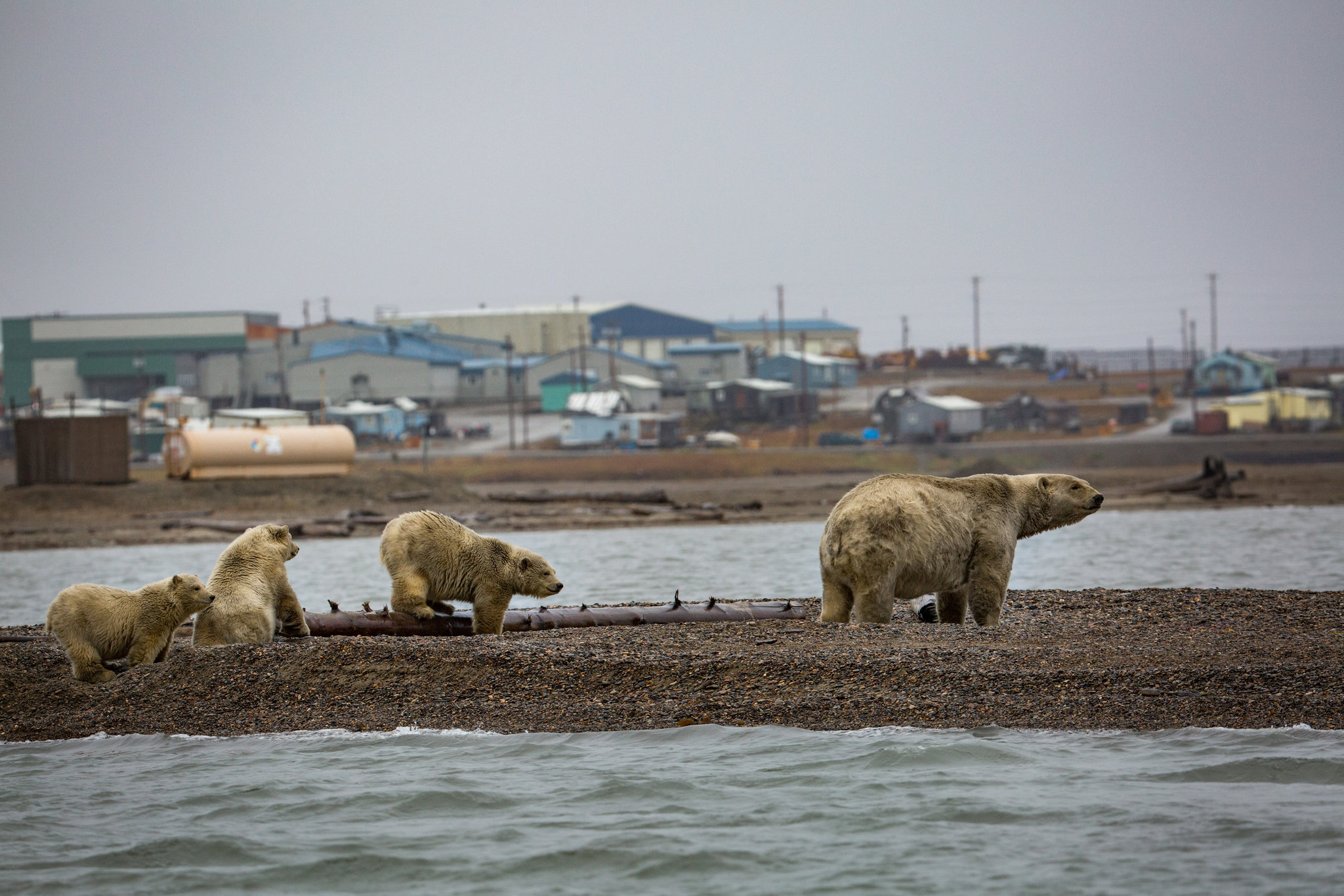 Federal Polar Bear Programs Face Climate Crossroads in 2025