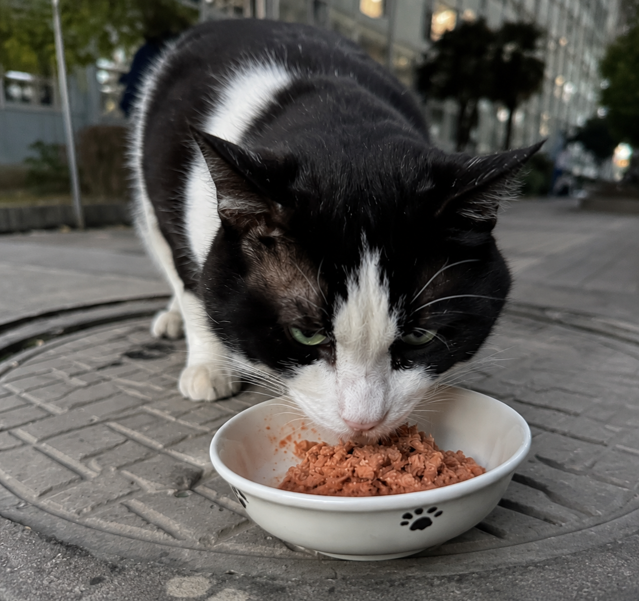 Milo tried salmon pâté