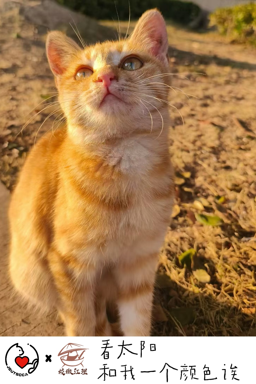 Simba