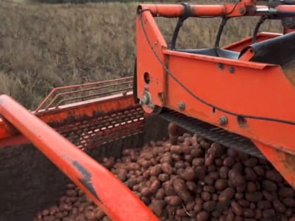 АГРАРИИ РЕГИОНА СОБРАЛИ БОЛЕЕ 25 ТЫСЯЧ ТОН КАРТОФЕЛЯ