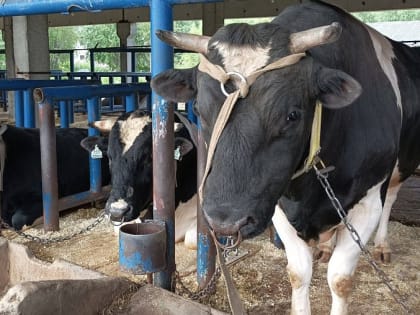 В сфере животноводства Архангельской области большое внимание уделяется сохранению отечественных пород