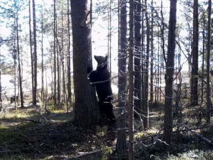 Новые квоты на добычу зверей в Архангельской области