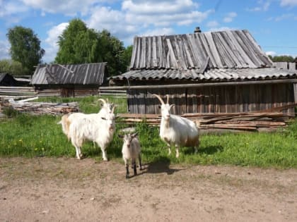 Пинежане могут получить поддержку на развитие сельского хозяйства в рамках регионального конкурса 