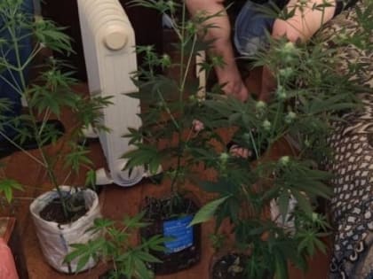 Житель Архангельской области организовал дома наркоплантацию