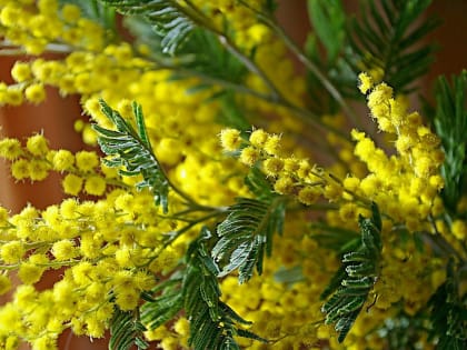 День, пахнущий мимозой