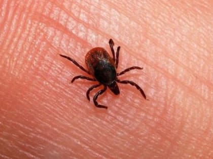 О мониторинге за инфекциями, передающимися клещами в Архангельской област