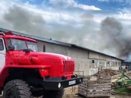 В Архангельской области во время пожара на ферме эвакуировали больше 100 коров