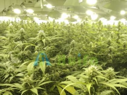 Хвастливый архангелогодец, выращивавший ганджу в квартире, может получить до десяти лет