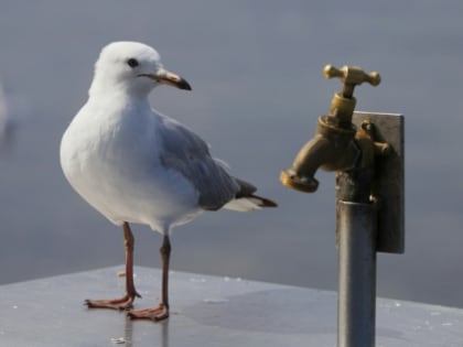 Очень важные услуги: несколько любопытных фактов