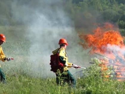 Власти Архангельской области сообщили о ликвидации всех лесных пожаров в регионе