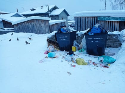 Перед Новым годом Красноборск опять «зарос» мусором