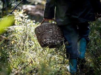 В лесном массиве Котласского района спасатели ищут пожилого мужчину