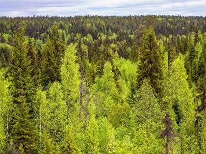 В лес нельзя: в Поморье установлен особый противопожарный режим