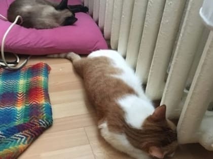 Подключение жилья к теплу в Северодвинске разбили на три этапа