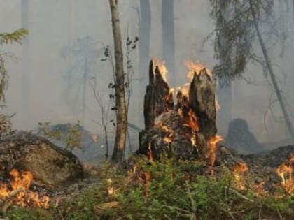 В лесах Архангельской области пожароопасный сезон объявлен с 1 мая 2023 года