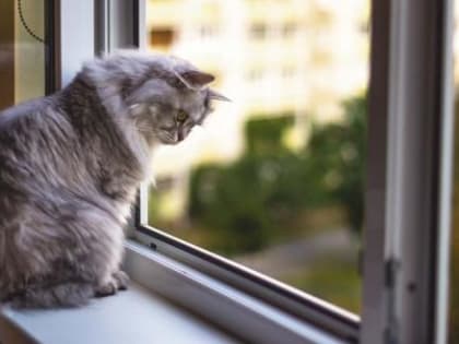 Пьяный житель Поморья выкинул с шестого этажа беременную кошку