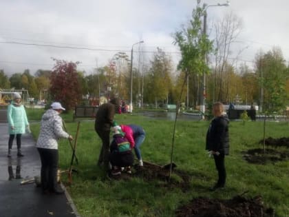 Дубы, яблони, акации украсят городской парк Северодвинска