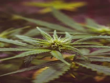 В суд направлено уголовное дело в отношении жителя г. Архангельска, обвиняемого в незаконном хранении без цели сбыта наркотических средств