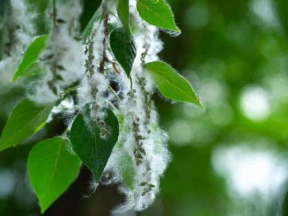 Тополиный пух, жара… июнь!