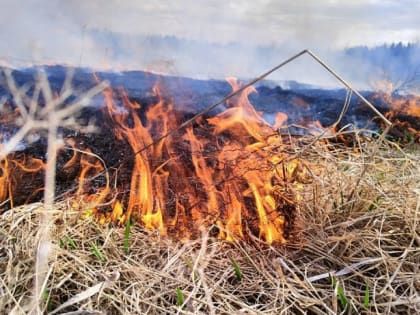 В мае в Поморье ликвидировано четыре лесных пожара