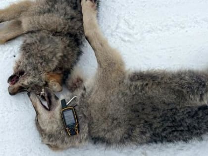 Охотники в СНТ под Архангельском добыли двух волков