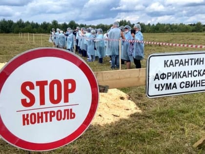 Африканская чума не пройдёт! В Вельском районе - большие учения по ликвидации очага опасной инфекции
