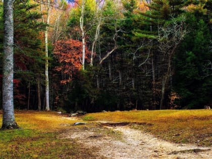 На Пришвинской тропинке