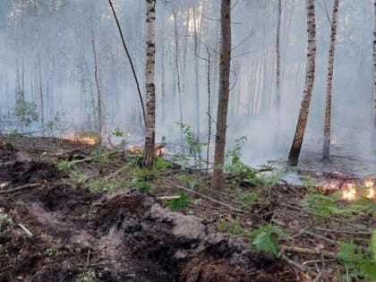 Прокуратурой области организован надзор за исполнением законодательства в сфере охраны лесов от пожаров