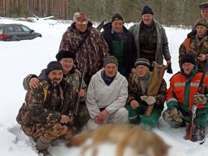 На вилегодскую пенсионерку напал волк