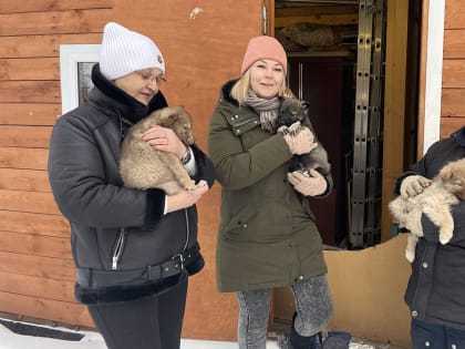 Рождественским щенкам ищут дом