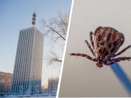 Клещи могут проснуться раньше обычного: как бесплатно привиться от энцефалита в Архангельской области