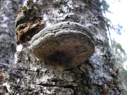  Учёные ФИЦКИА УрО РАН предлагают использовать гриб трутовик в производстве лекарственных экстрактов и сорбентов