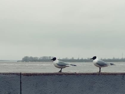 Голова ледохода подходит к Архангельску