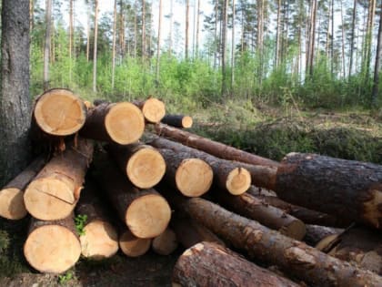 В этом году в Поморье объем незаконно вырубленной древесины сократился на 26 процентов