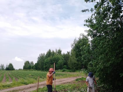 В деревне Шеговары будут бороться с борщевиком