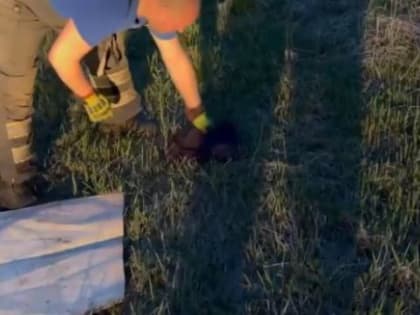 Взбесившаяся ондатра кошмарила жителей северодвинской многоэтажки