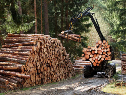 На федеральном уровне рассмотрят новые меры поддержки лесопромышленного комплекса