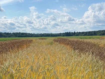 ВОПРОСЫ ПОДДЕРЖКИ АГРАРИЕВ ОБСУДИЛИ НА МЕЖДУНАРОДНОЙ ВЫСТАВКЕ-ФОРУМЕ «РОССИЯ»