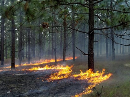 В лесах Архангельской области сохраняется высокий четвертый класс пожарной опасности
