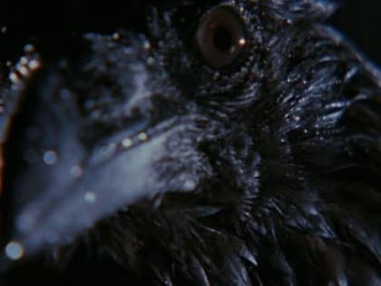 Вороны по беспределу атакуют северодвинцев